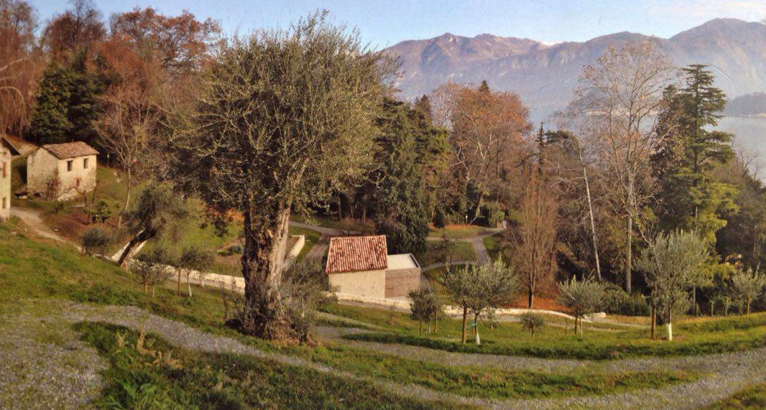 Oliveto di Villa Carlotta - Podere Bovaglio