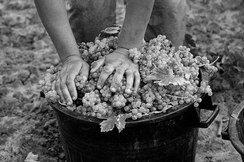 Vino lago di Como