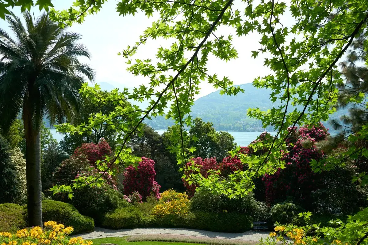 Cedro Villa Carlotta, Tremezzina