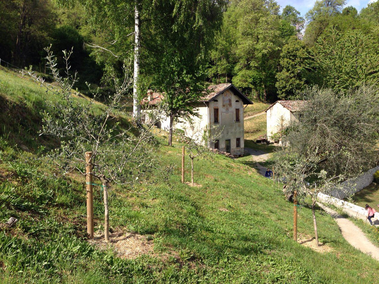 Belvedere Panoramico e Oliveto di Villa Carlotta