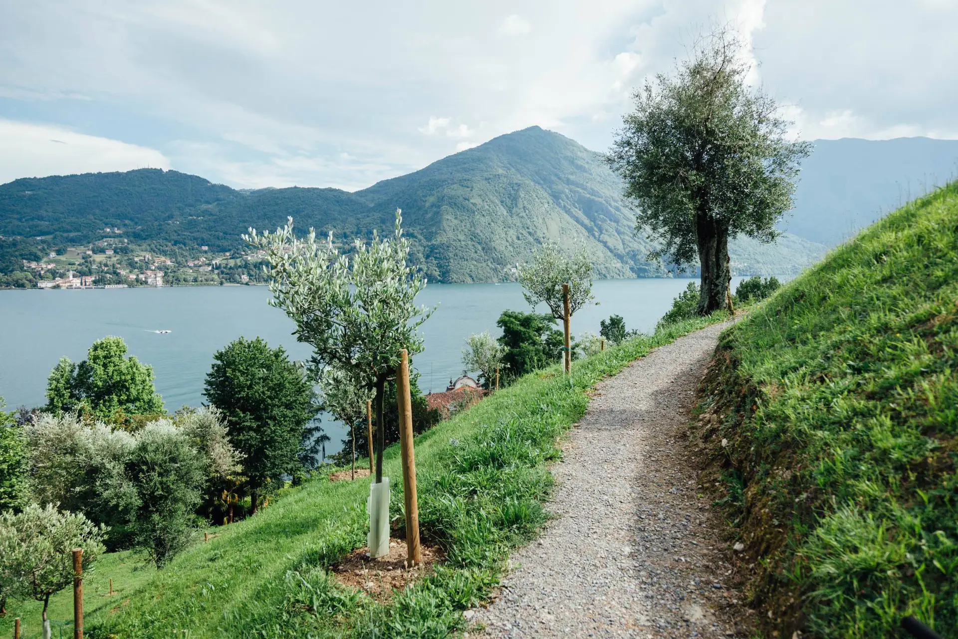 Uliveto e Belvedere Panoramico di Villa Carlotta - Tremezzina